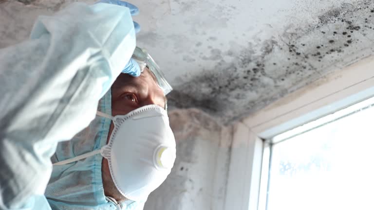 Trusted Holiday Island, AR Mold Removal Experts